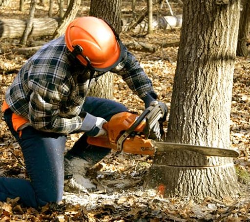 Tree Removal in Cawood, KY